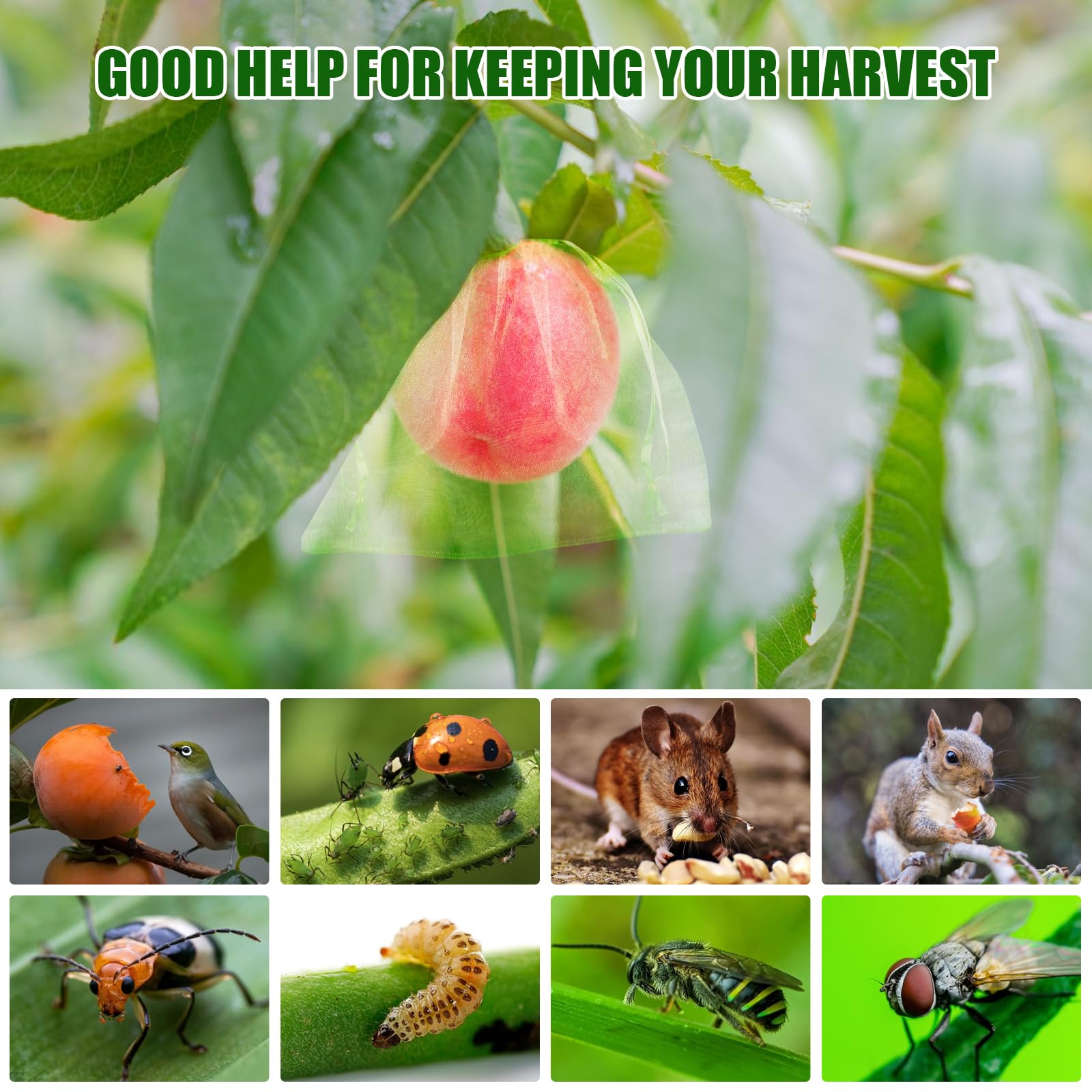 2026 New Fruit Protection Nett - Grow Bags のレビューと価格