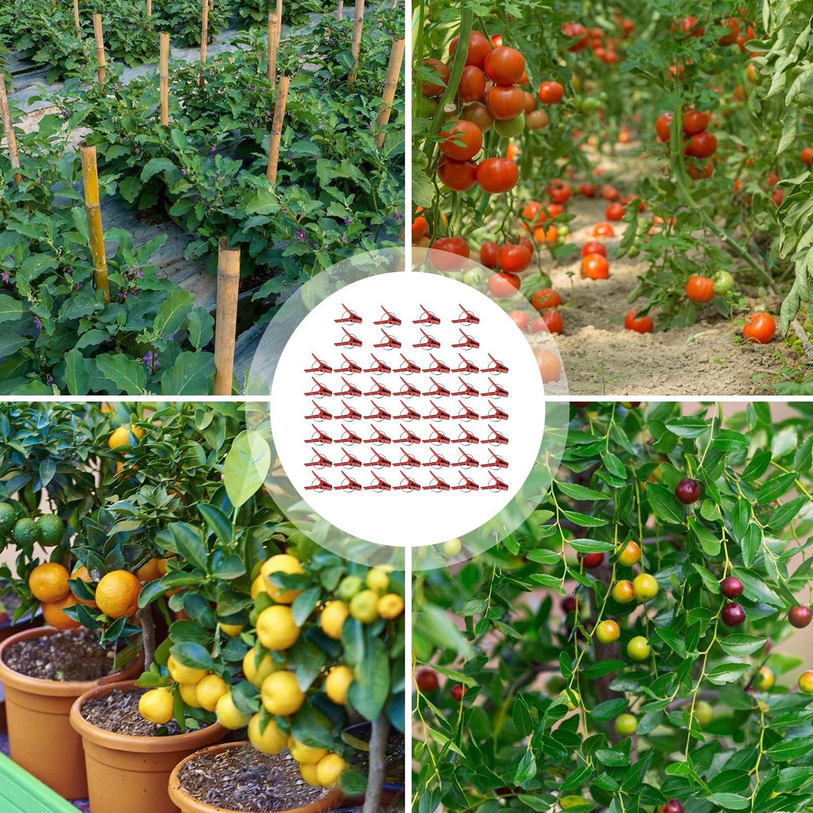 50Pcs Plant Grafting Clip Plas - Gardening Tools And Uses のレビューと価格