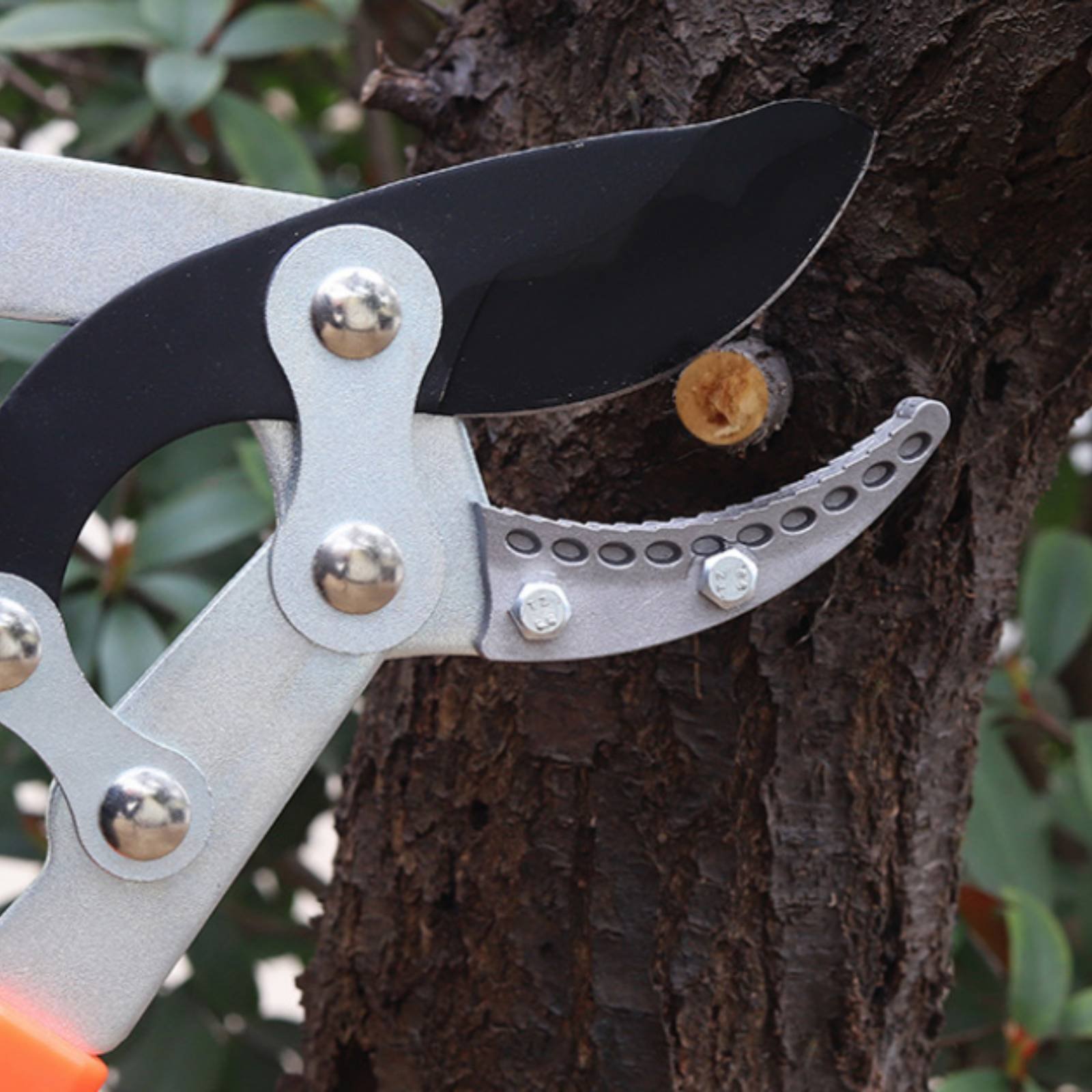 Telescopic Branch Pruners Shar - Gardening Tool のレビューと価格